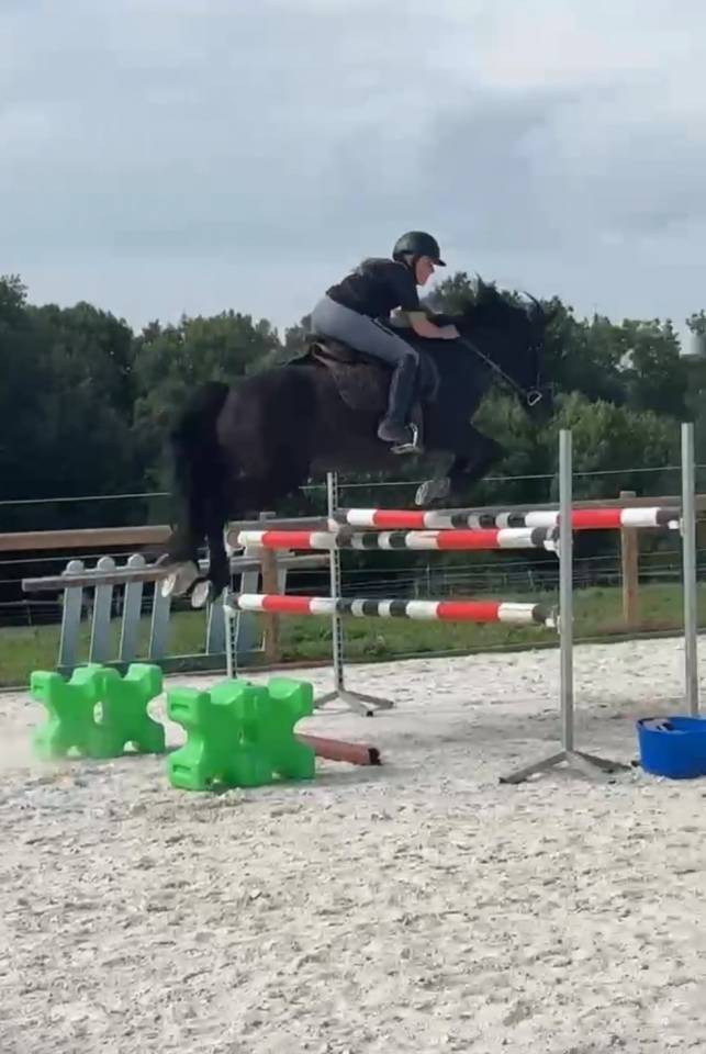 Poney &agrave; louer ou confier 