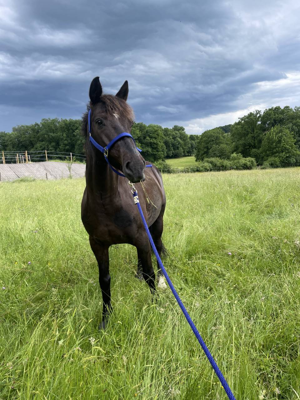 Poney &agrave; louer ou confier 