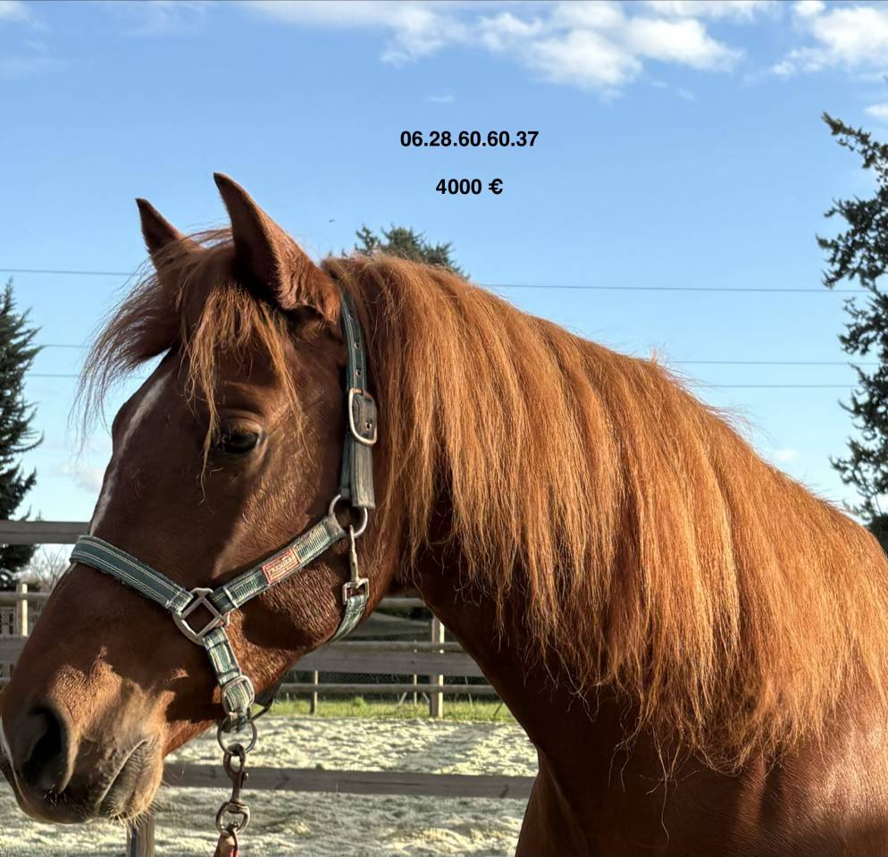 Magnifique Cheval de 4 ans