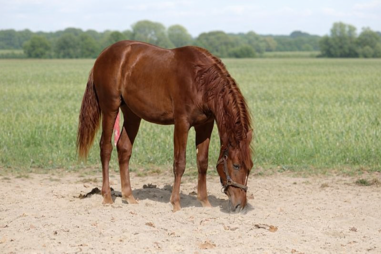 Magnifique Cheval de 4 ans