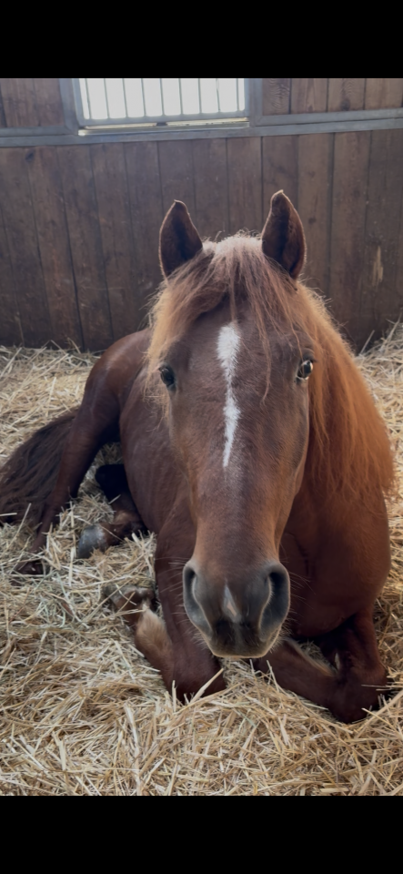 Magnifique Cheval de 4 ans