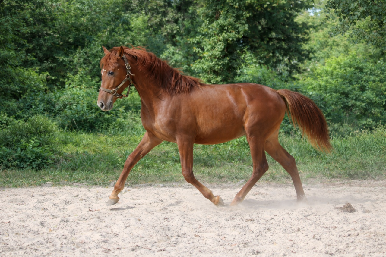Magnifique Cheval de 4 ans