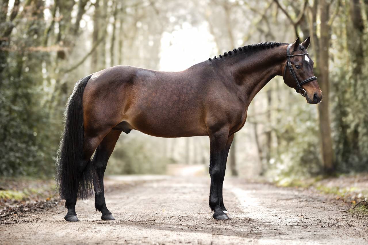 Saillie PFS Grand Prix Excellence Vaguely Noble Haryns