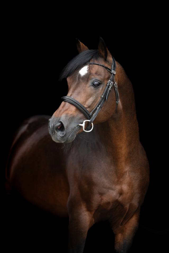 Saillie PFS Grand Prix Excellence Vaguely Noble Haryns