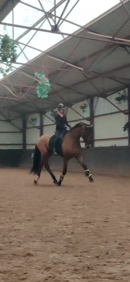 Opportunit&eacute; hongre 6 ans 