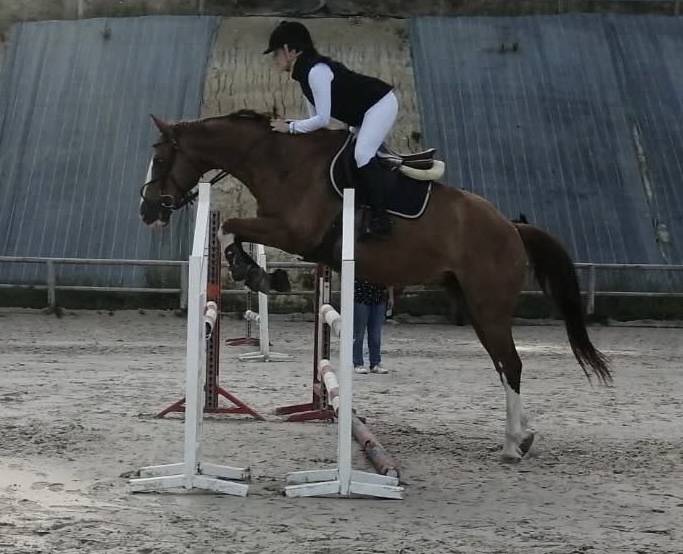 Hongre 8 ans selle fran&ccedil;ais 