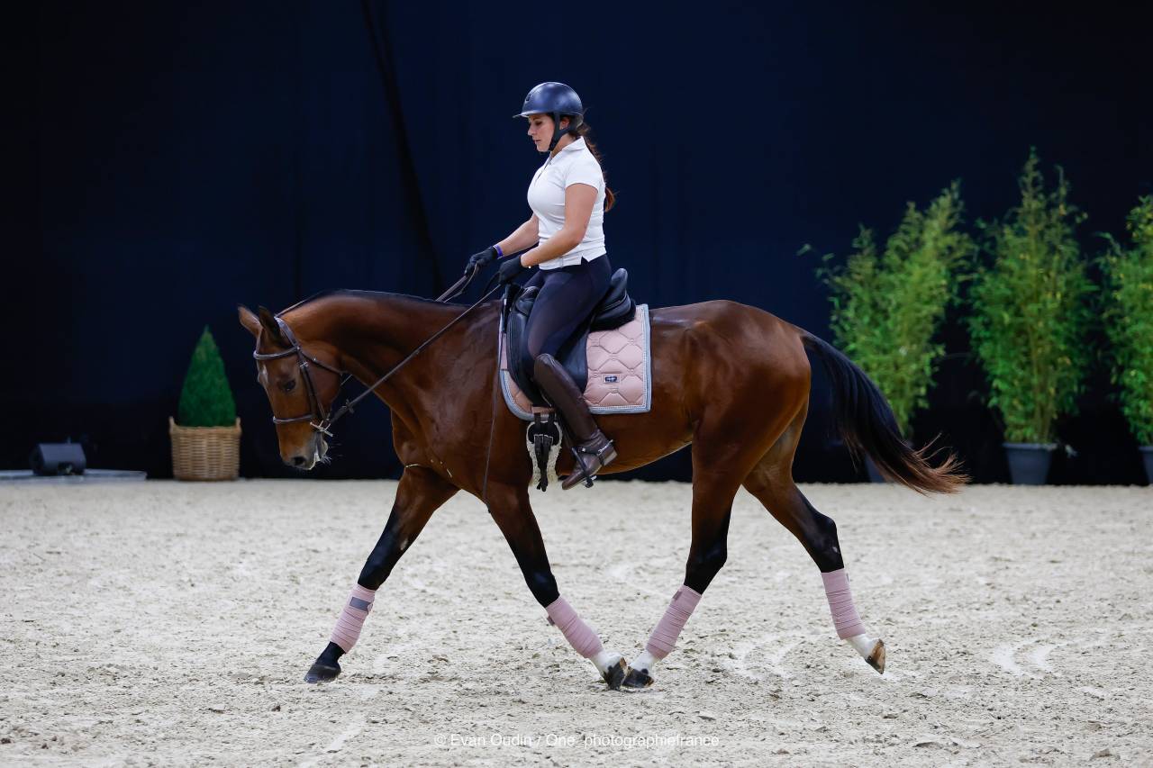 &Eacute;talon Akhal-Tek&eacute; origines prestigieuses 