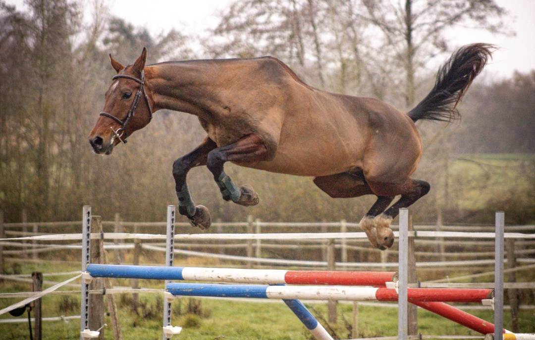 &Eacute;talon Akhal-Tek&eacute; origines prestigieuses 