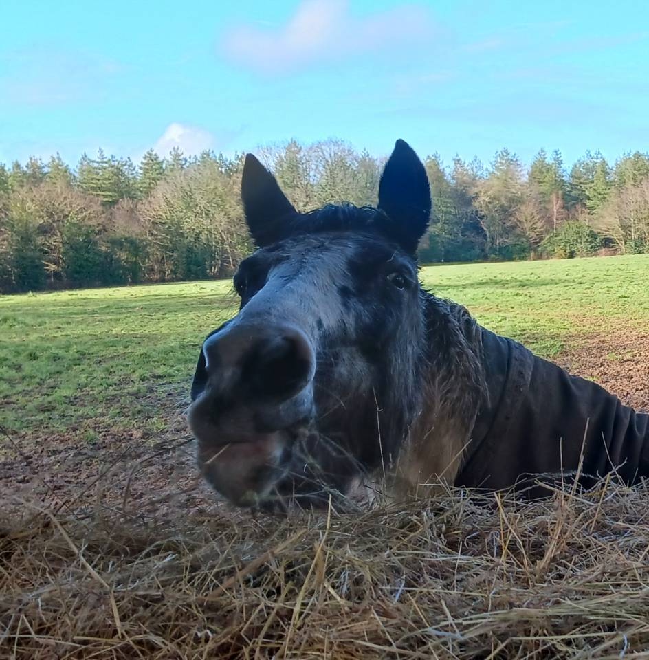 Pension cheval ou poney - Ecurie des Sageries - 72240