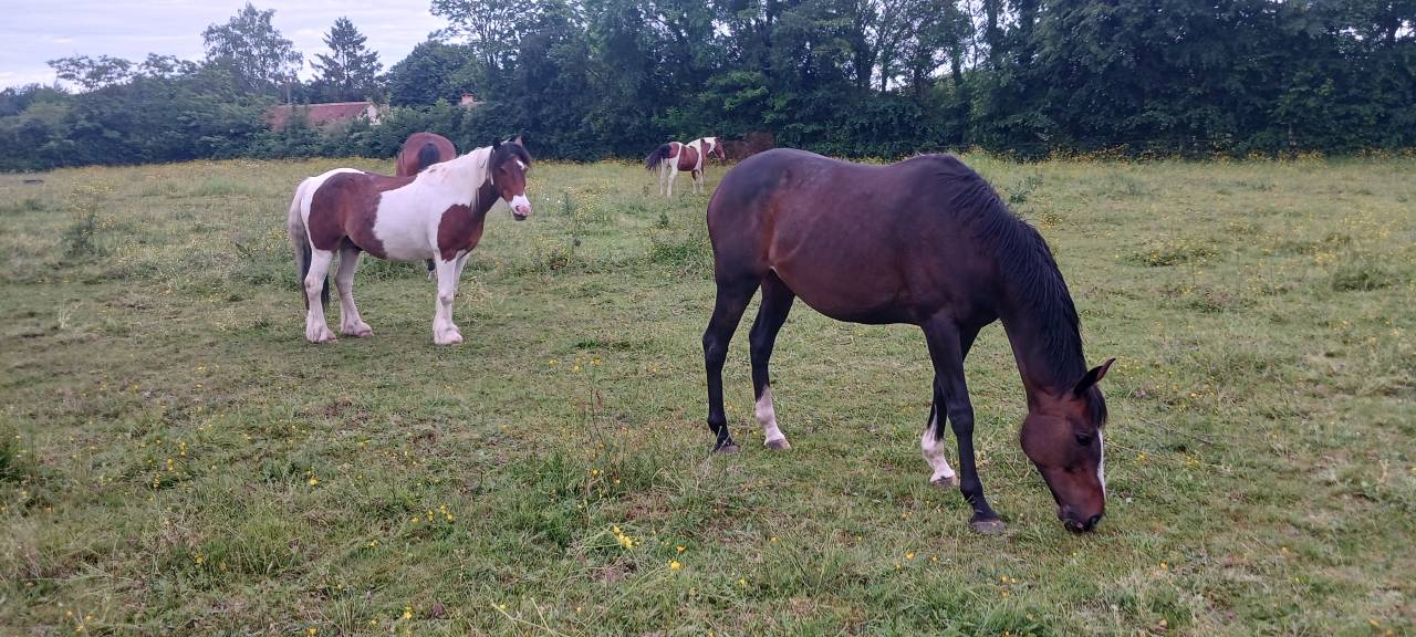 Pension cheval ou poney - Ecurie des Sageries - 72240