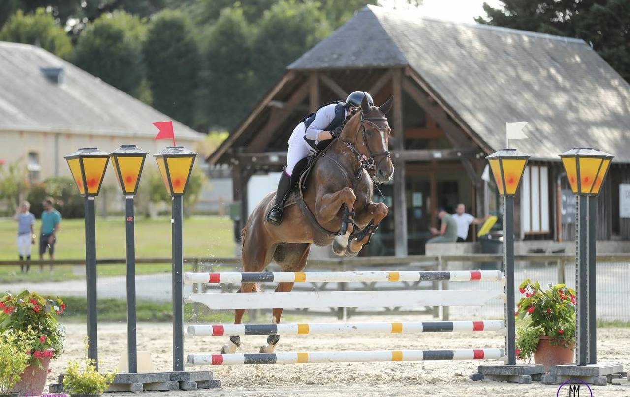 Jumment innaretable &agrave; vendre 