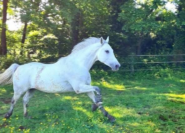 Magnifique hongre PSAR 1m62