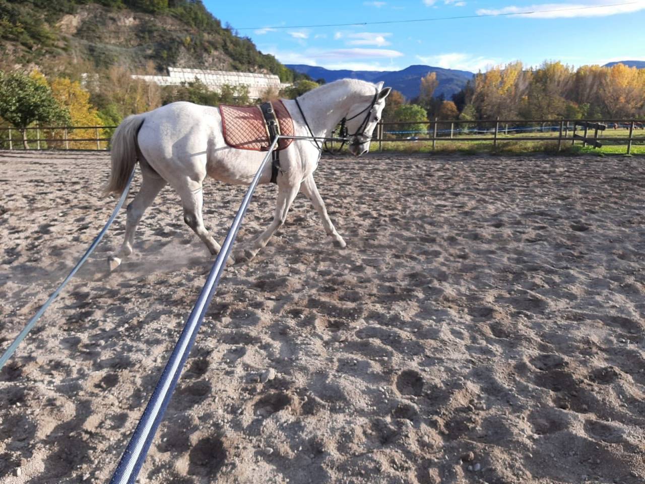 Magnifique hongre PSAR 1m62