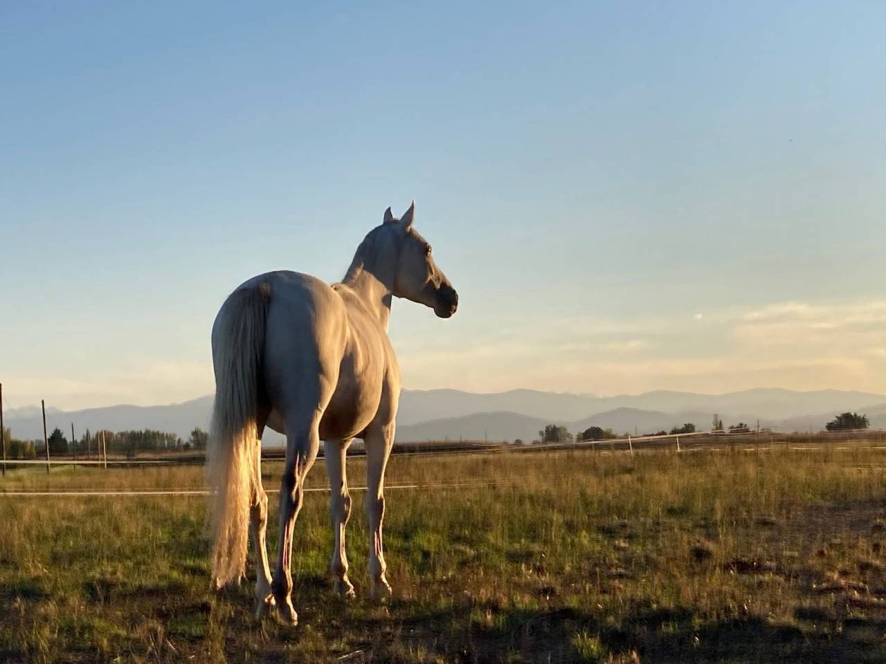 Magnifique hongre PSAR 1m62