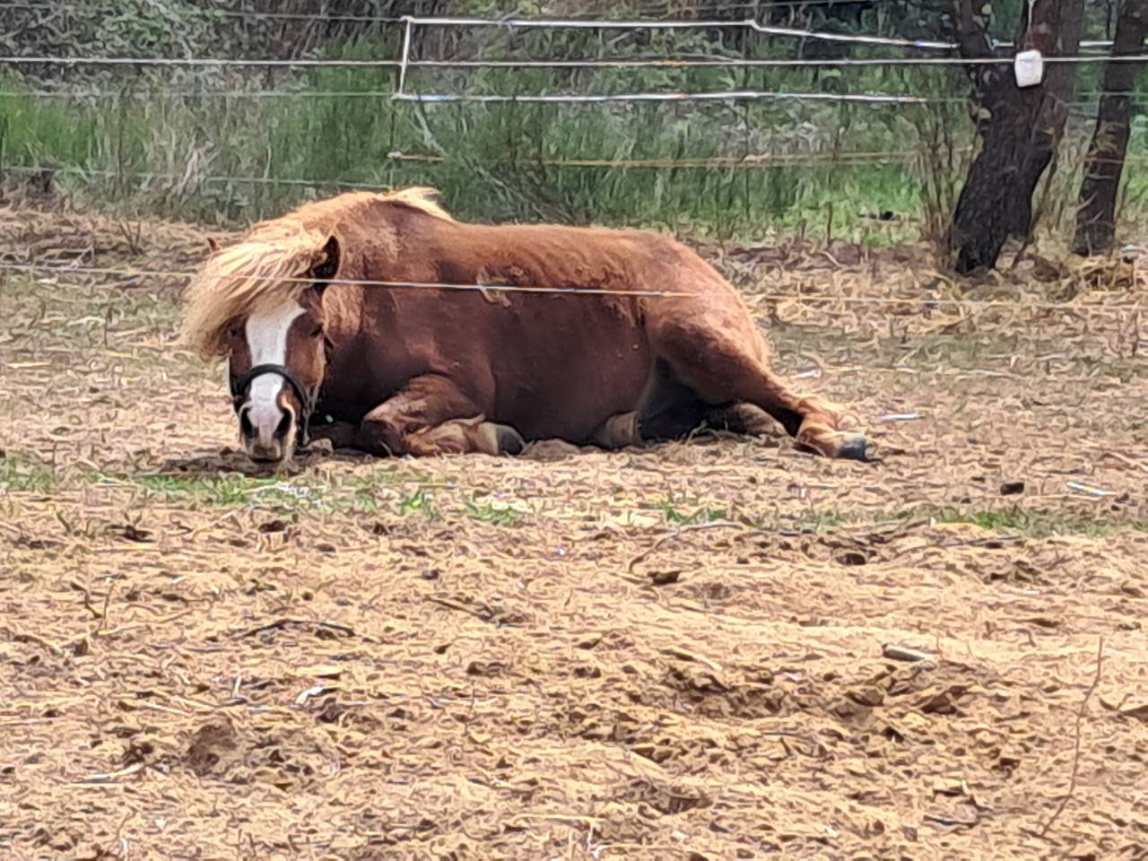 Poney New-Forest &times;Shetland 