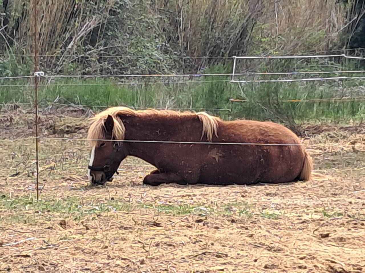 Poney New-Forest &times;Shetland 