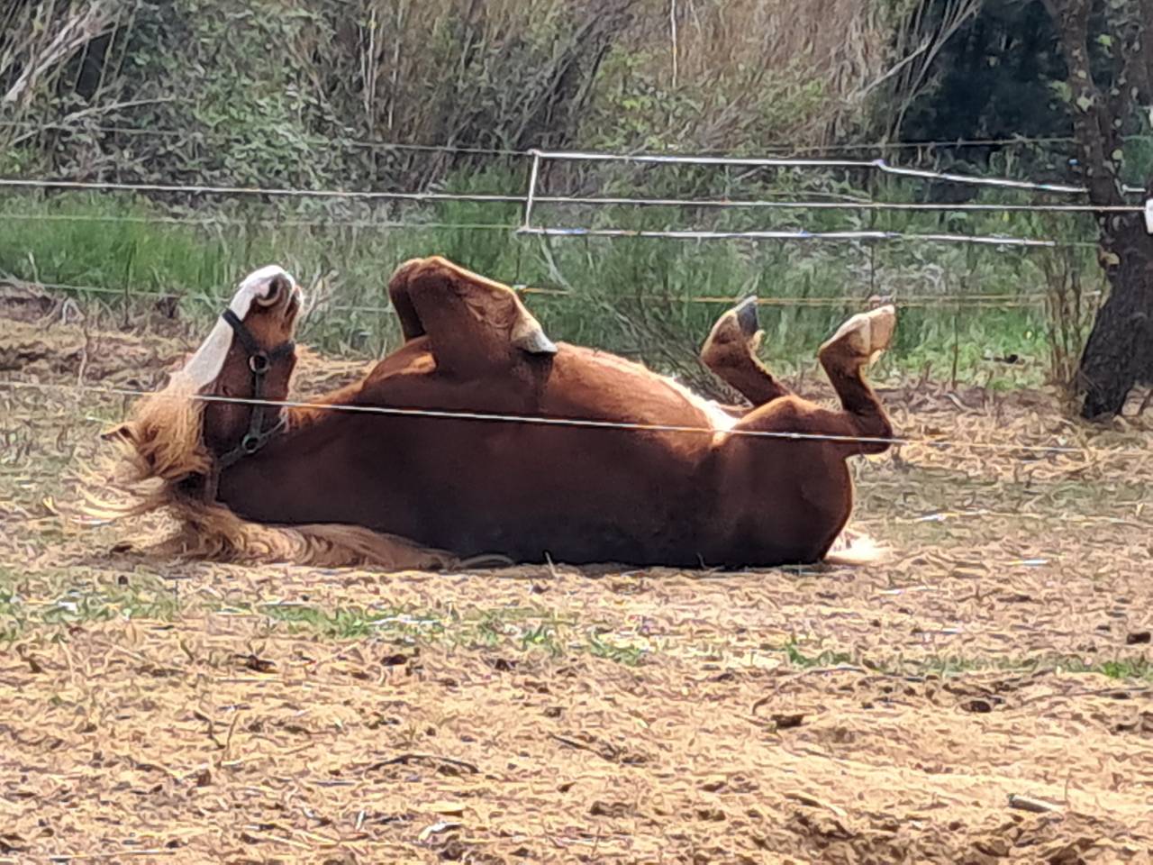 Poney New-Forest &times;Shetland 