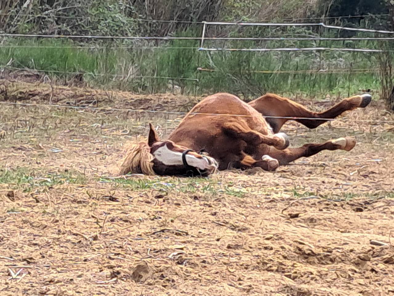 Poney New-Forest &times;Shetland 