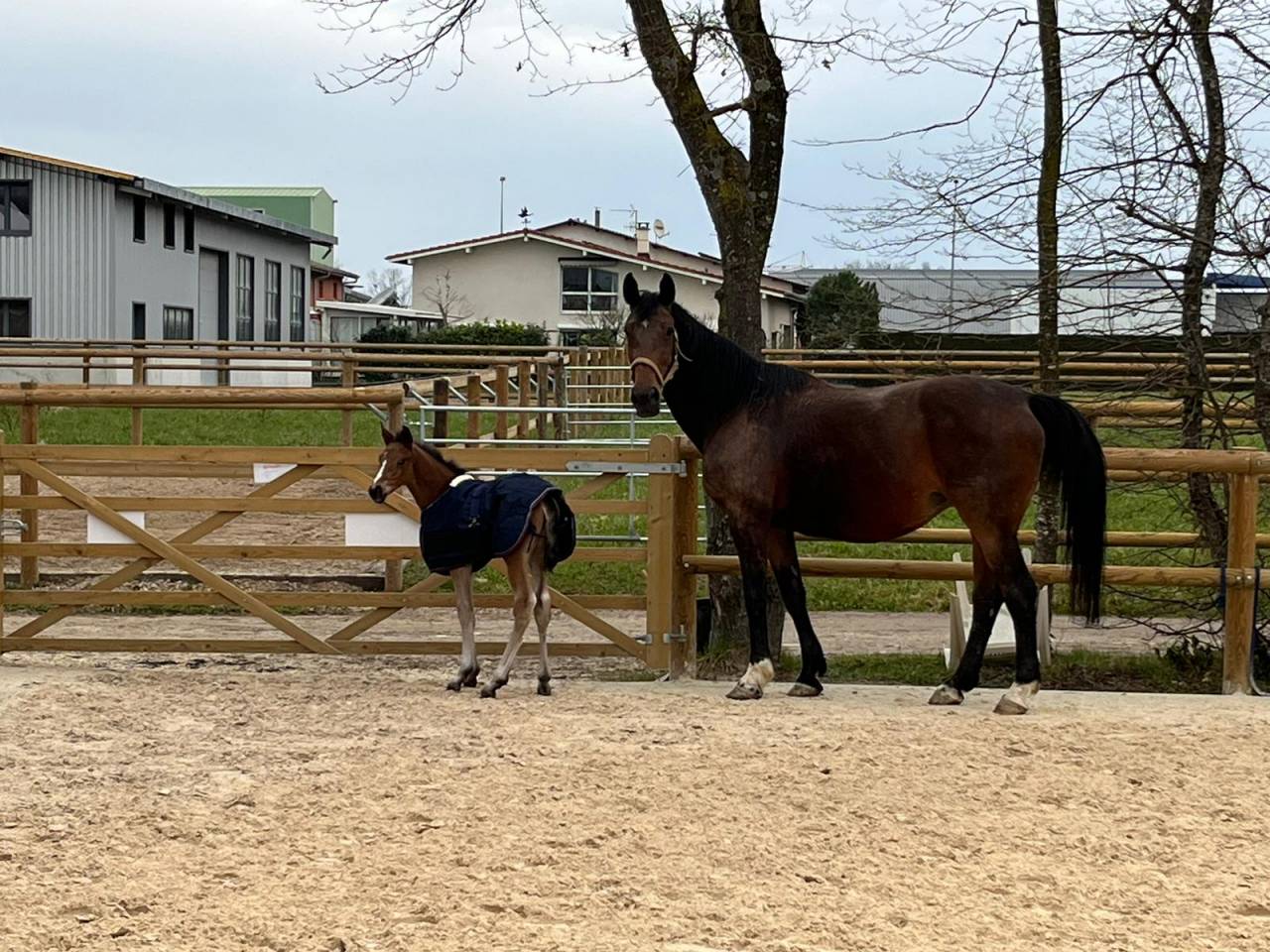 Tallinn - Poulini&egrave;re &agrave; vendre 