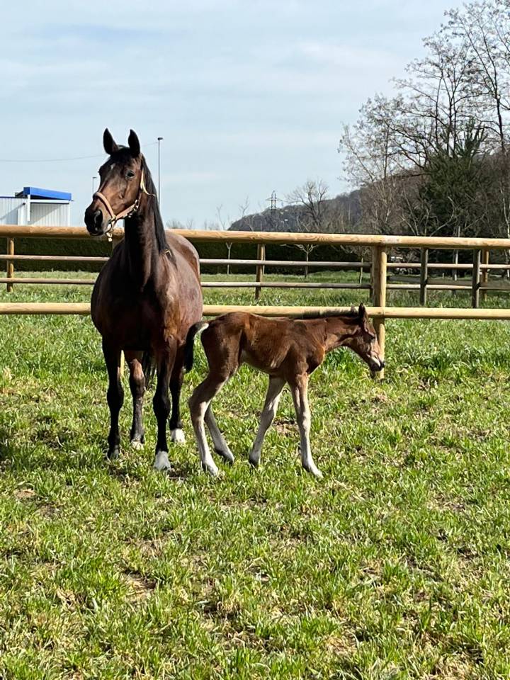 Tallinn - Poulini&egrave;re &agrave; vendre 
