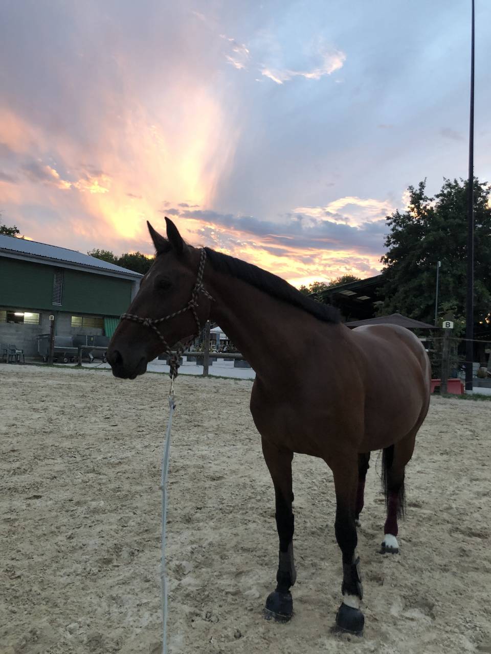 Tallinn - Poulini&egrave;re &agrave; vendre 