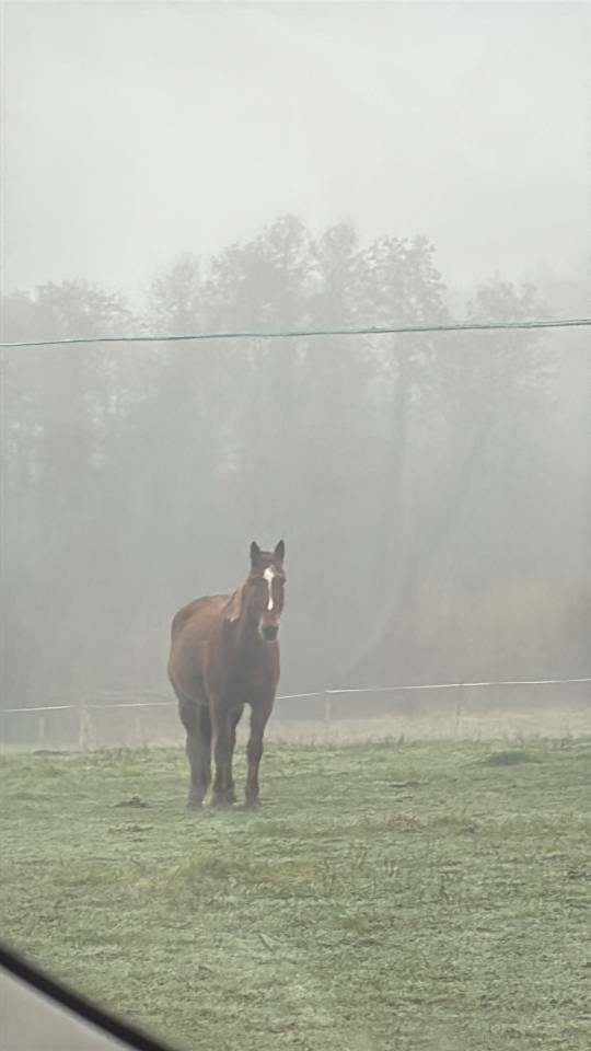 &Agrave; vendre: TF de 4 ans 