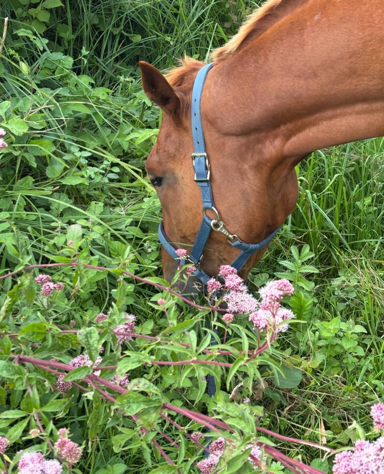 &Agrave; vendre: TF de 4 ans 