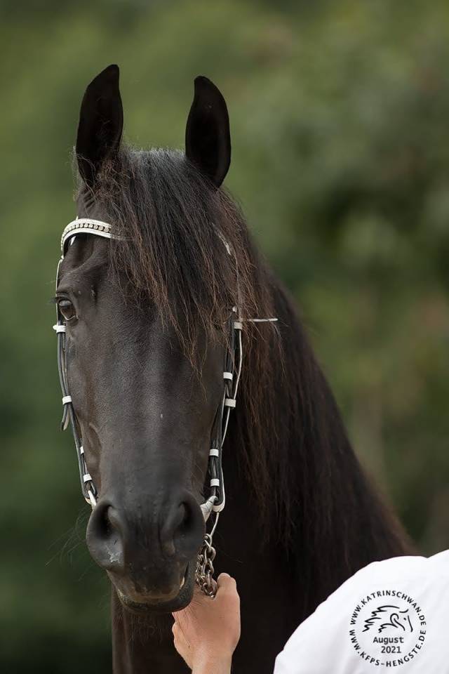 Jument frisonne 8 ans (Sipke 450 x Beart 411)