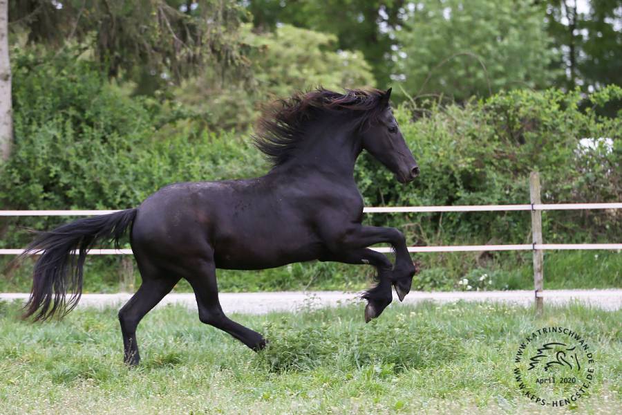 Jument frisonne 8 ans (Sipke 450 x Beart 411)