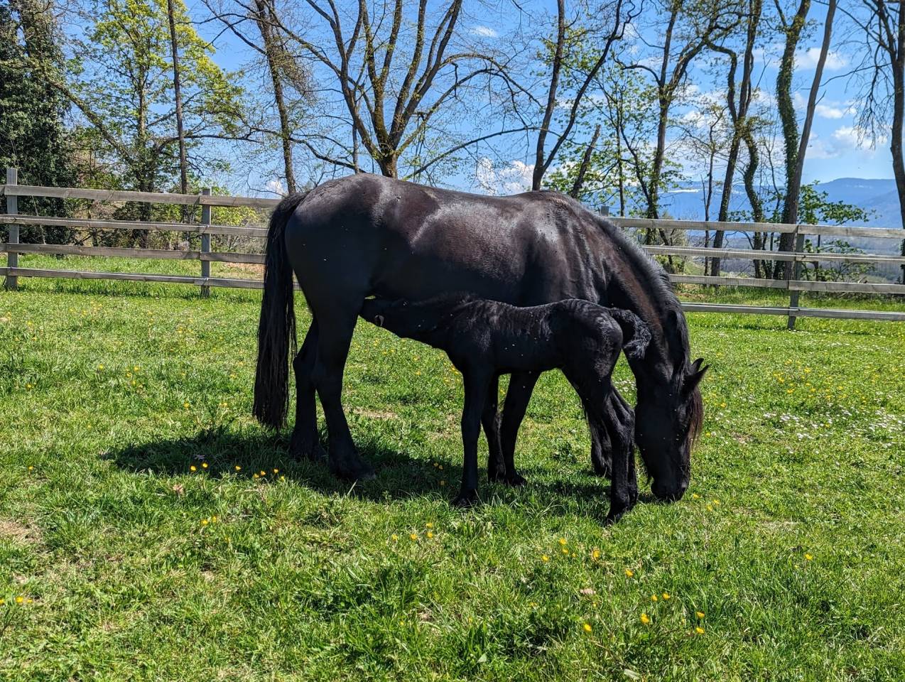 Jument frisonne 8 ans (Sipke 450 x Beart 411)