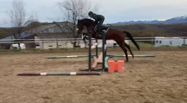 Cheval de saut en DP