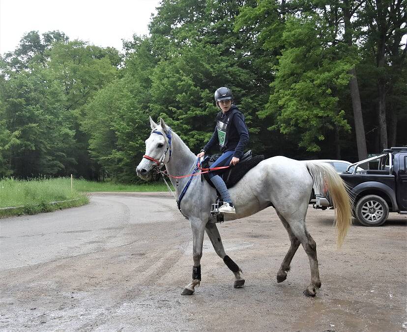 &Agrave; vendre hongre demi sang arabe