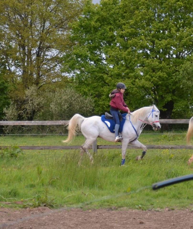 &Agrave; vendre hongre demi sang arabe