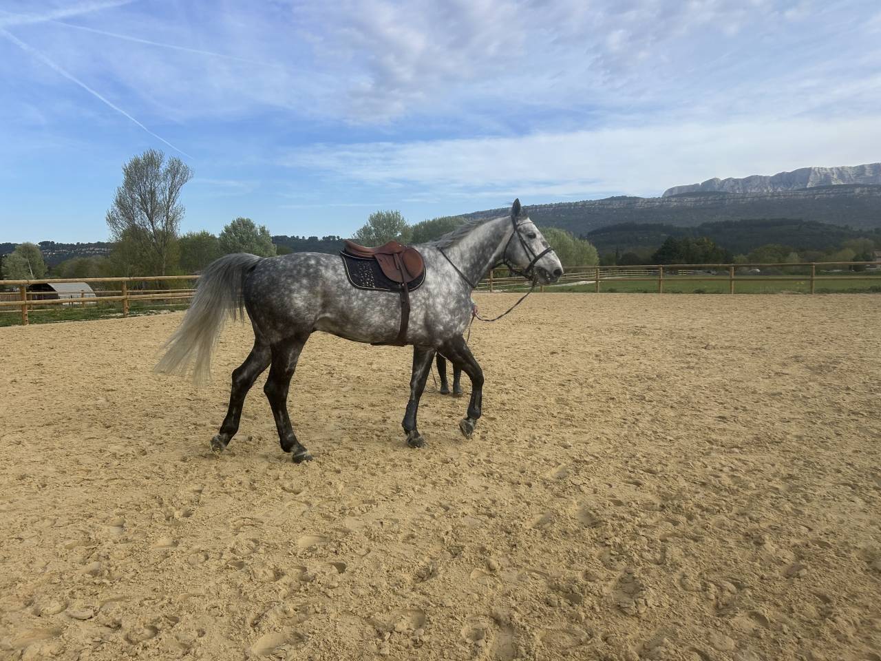 A vendre grand cheval de sport pr&ecirc;t sur 130