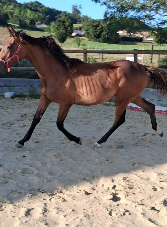 Pouliche 2 ans anglo-arabe