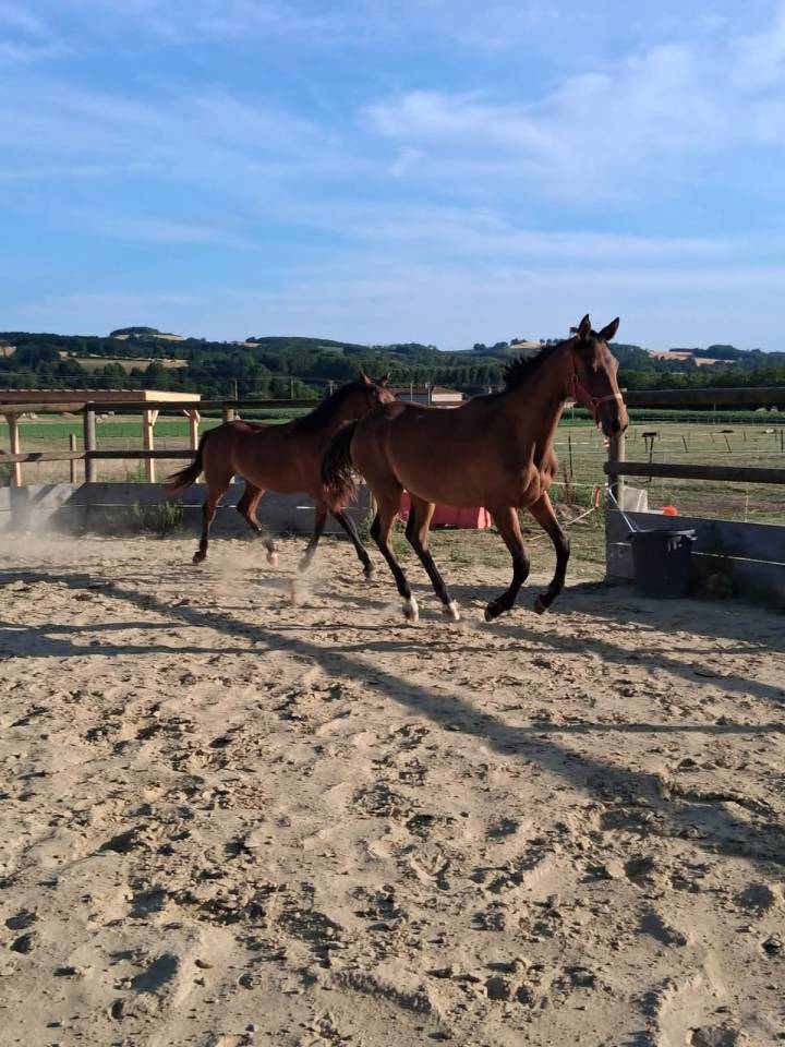 Pouliche 2 ans anglo-arabe