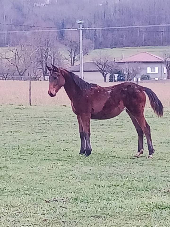 Pouliche 2 ans anglo-arabe
