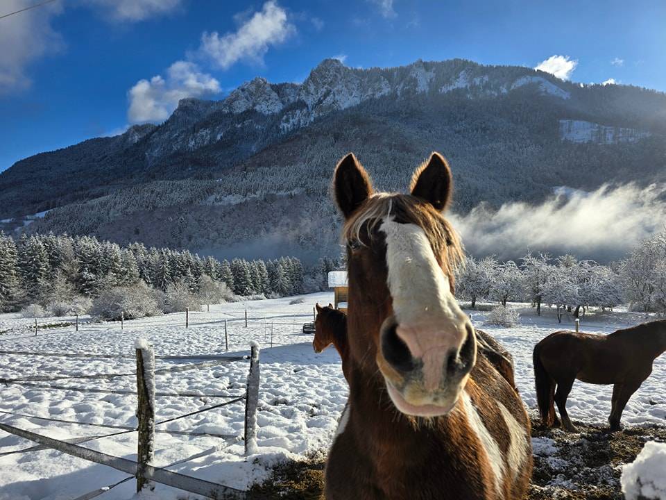 The cross valley ranch Paint Horse