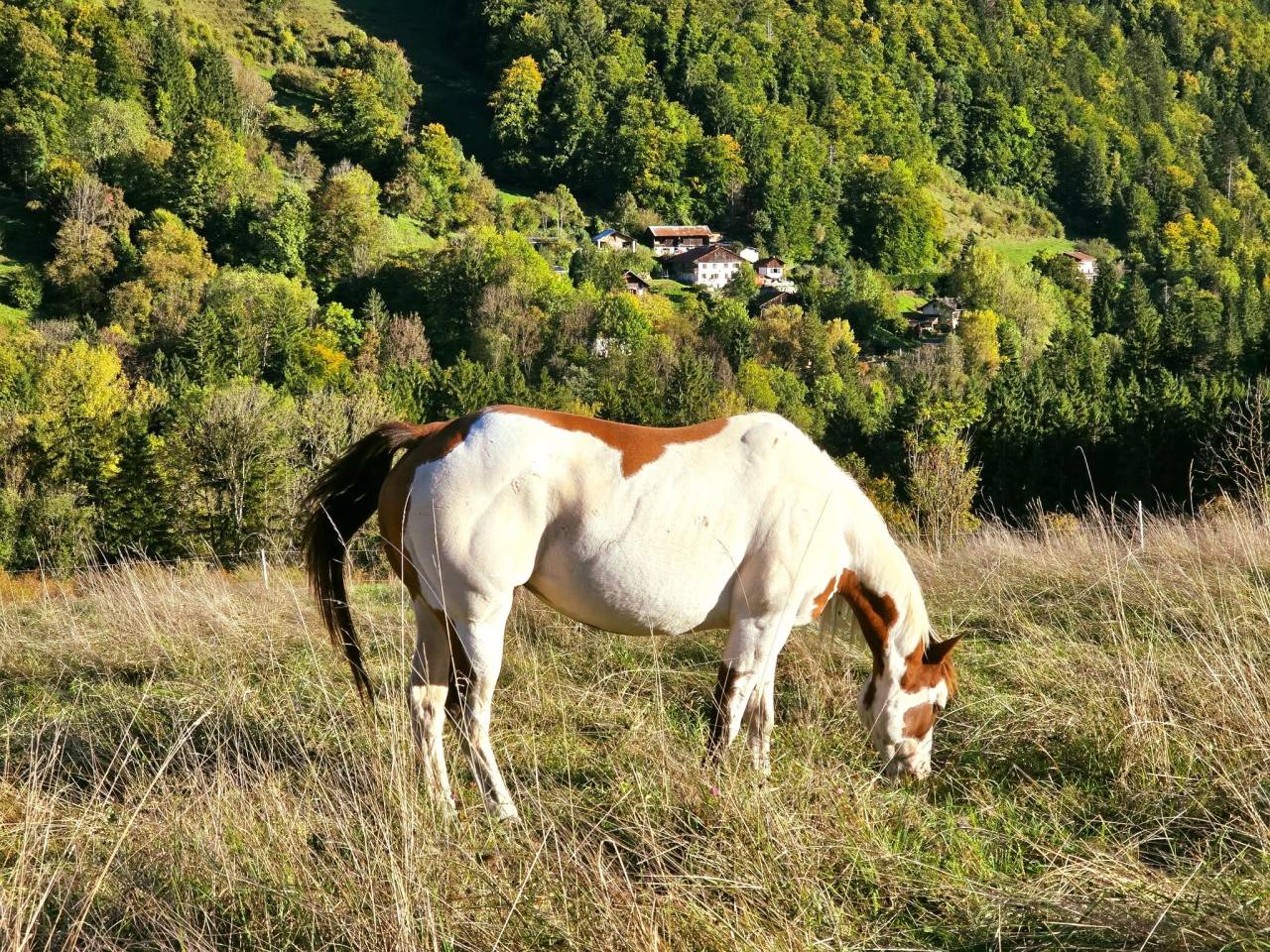 The cross valley ranch Paint Horse