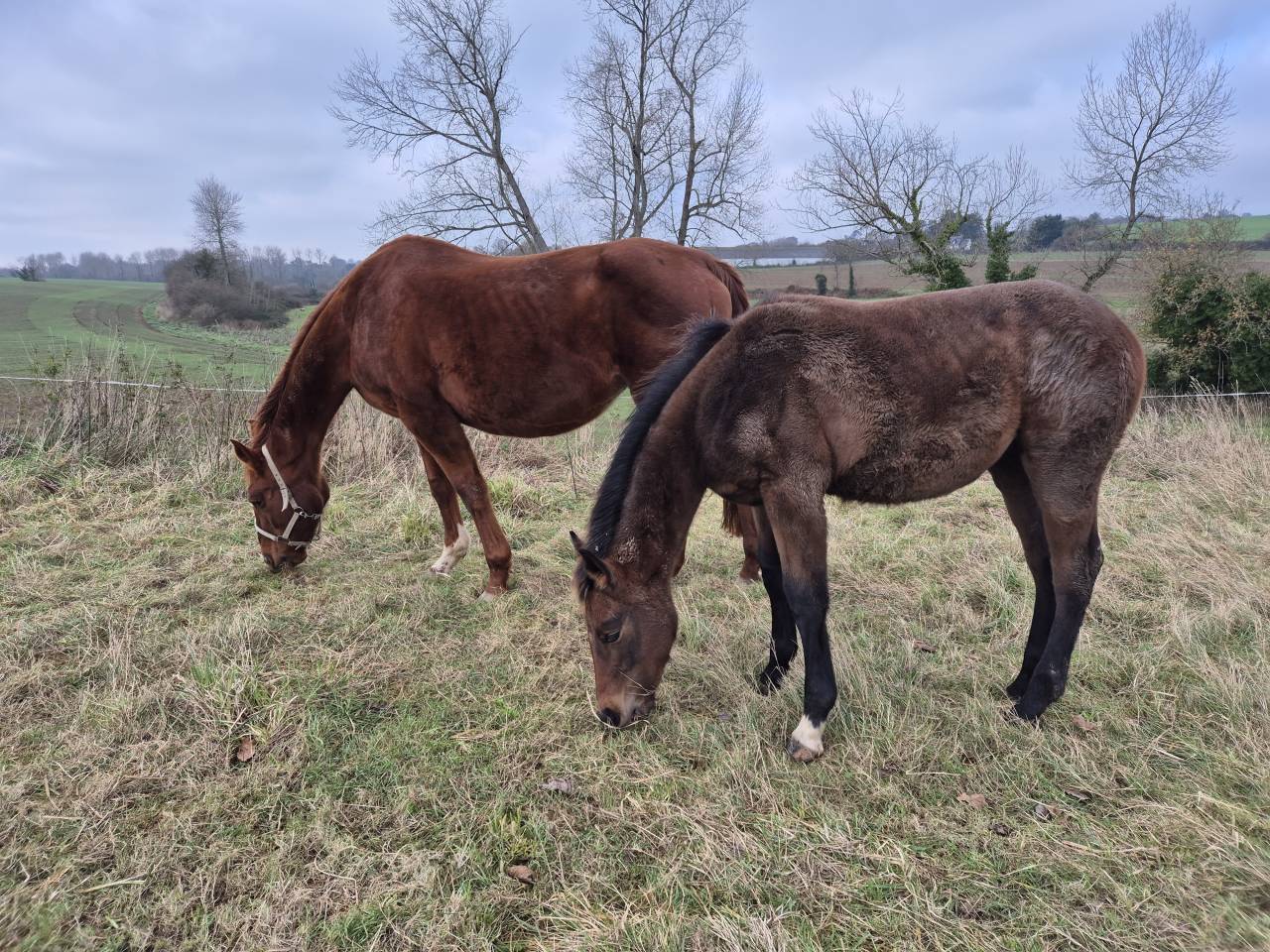 &Agrave; vendre ou &agrave; &eacute;changer contre pouliche ou poulini&egrave;re