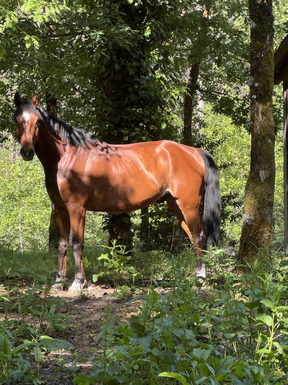 Hongre 6 ans par Conte Bellini x Apache d Adriers