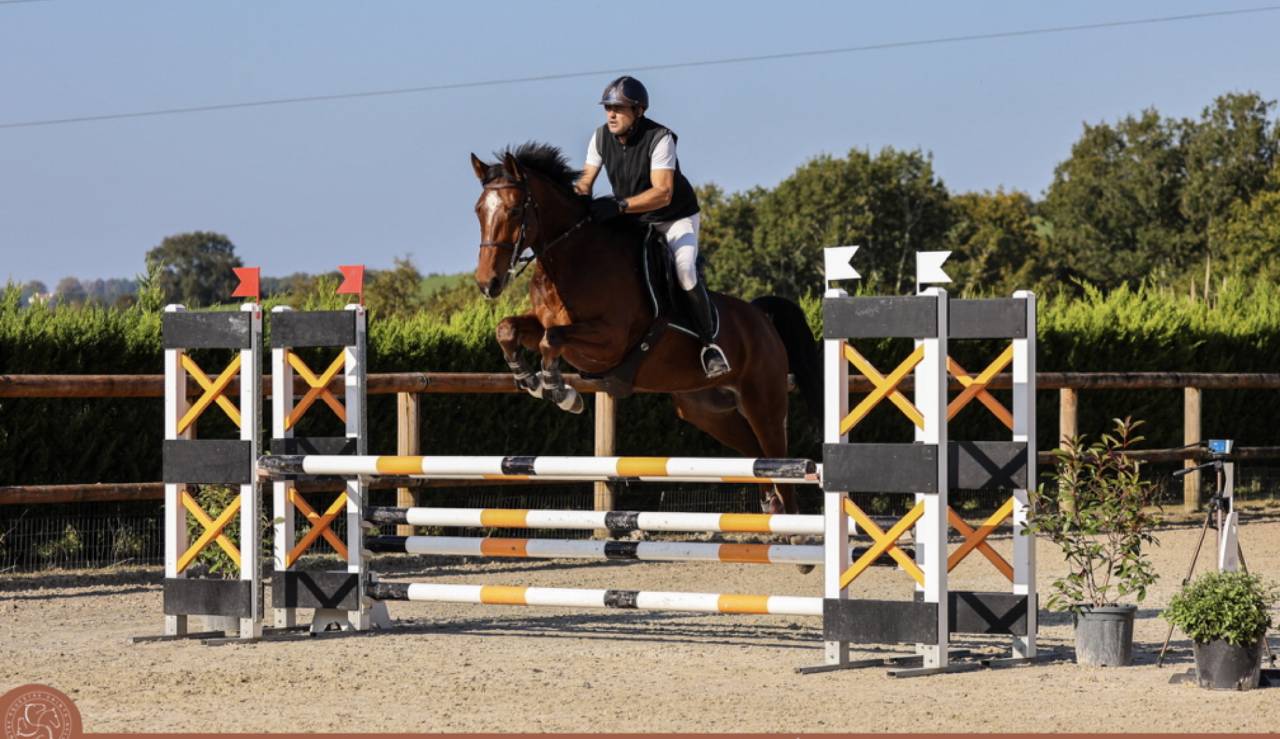 Hongre 6 ans par Conte Bellini x Apache d Adriers