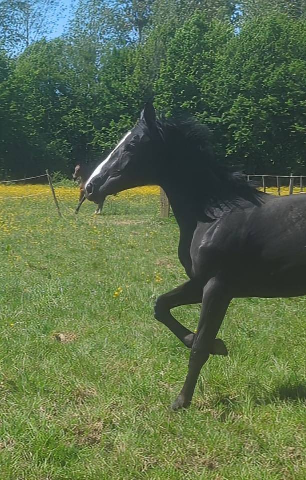 Jeune jument Zangersheide d&rsquo;avenir &ndash; 3 ans en 2026