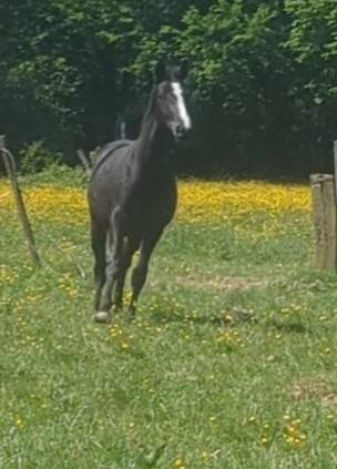 Jeune jument Zangersheide d&rsquo;avenir &ndash; 3 ans en 2026