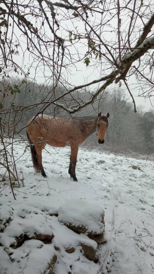 Poney fran&ccedil;ais de selle 