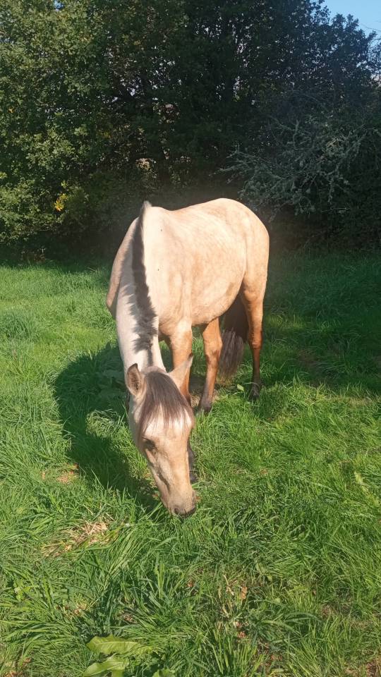 Poney fran&ccedil;ais de selle 