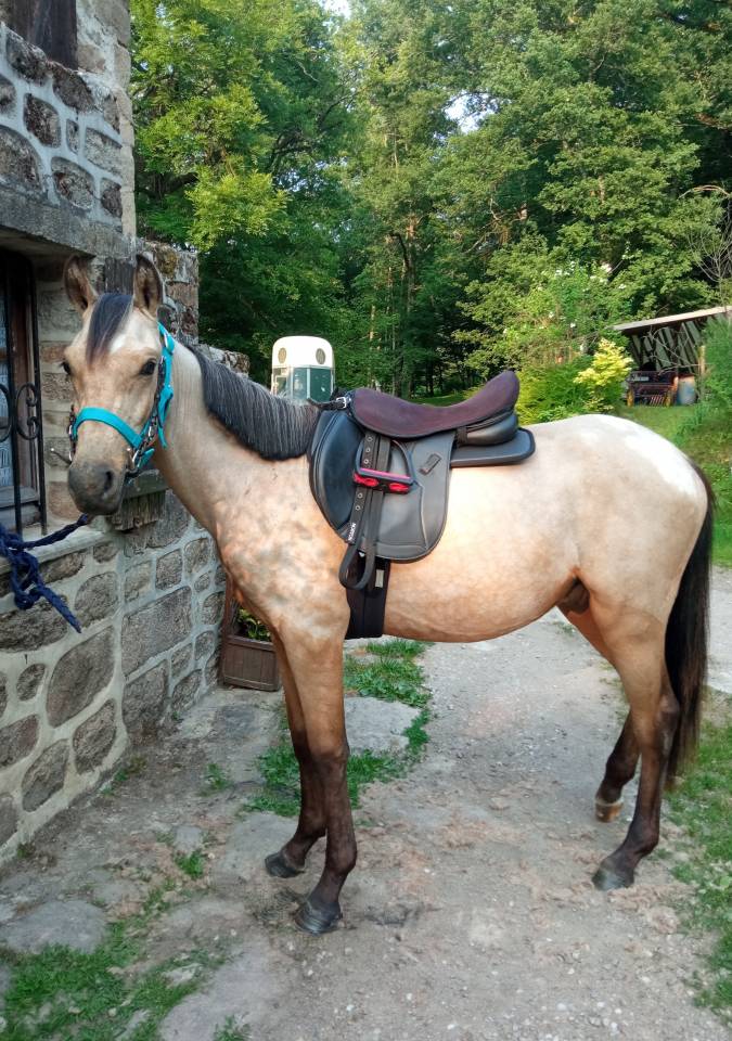 Poney fran&ccedil;ais de selle 