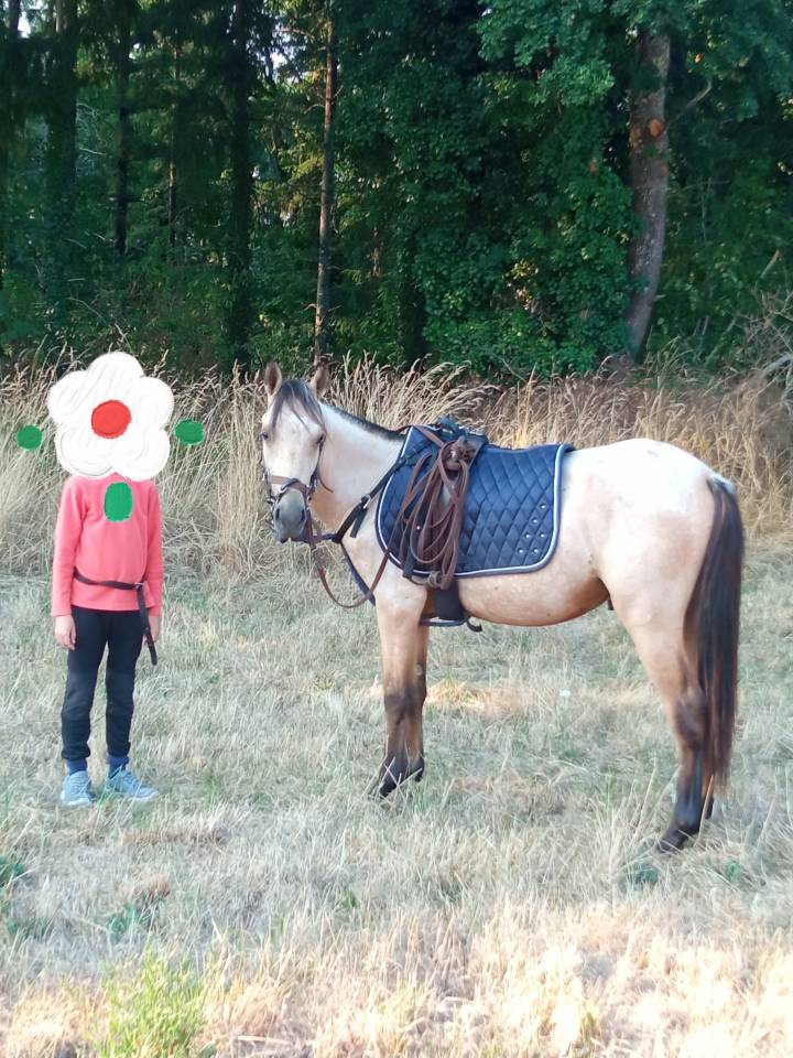 Poney fran&ccedil;ais de selle 