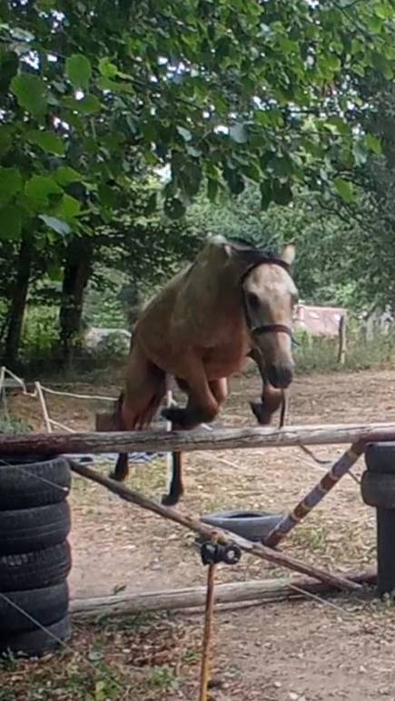 Poney fran&ccedil;ais de selle 