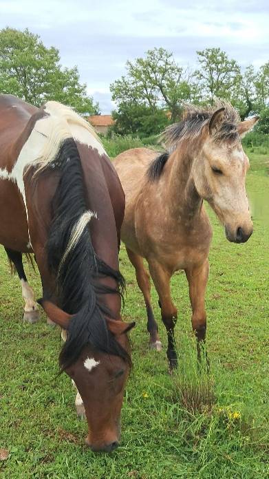 Poney fran&ccedil;ais de selle 